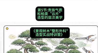 第05节：贵族气质&mdash;&mdash;松柏类&ldquo;云片&rdquo;造型的层次美学，课程：《景观树木&ldquo;整形外科&rdquo;造型实战特训营》#识农AI