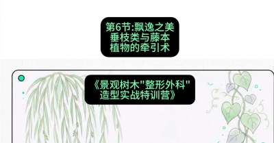 第06节：飘逸之美&mdash;&mdash;垂枝类与藤本植物的牵引术，课程：《景观树木&ldquo;整形外科&rdquo;造型实战特训营》#识农AI