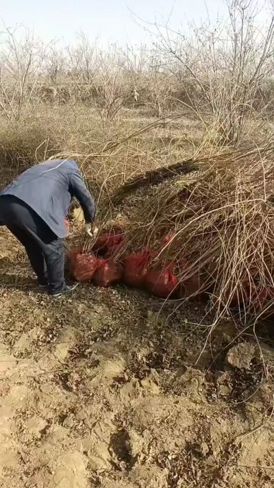 出售药用连翘苗，科研五号优质种苗，2/5年苗，药用连翘树，挂果树，全国包邮到家！财富密码18534302961出售药用连翘苗，科研五号优质种苗，2/5年苗，药用连翘树，挂果树，全国包邮到家！财富密码1