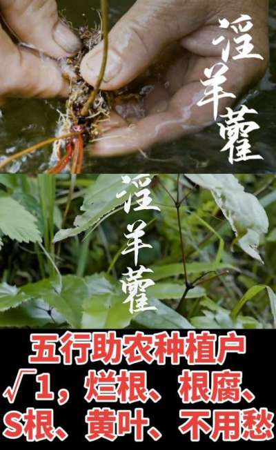 177，1907，0725，V 同号
1  老乡们！种淫羊藿不用乱买肥，咱这款专用肥，针对淫羊藿习性配的，壮苗防烂根，采收多卖钱，用过都回头！
2  咱种淫羊藿图的就是省心高产！专用肥薄肥勤施，苗不烧