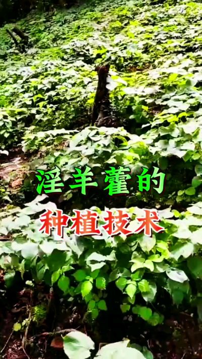 揭秘&ldquo;仙草&rdquo;淫羊藿的种植密码！耐严寒耐贫瘠，林下套种不占耕地，管理简单还能套种其他作物，一亩地的投入两亩地的收益～ 想返乡创业的赶紧码住！ #淫羊藿种植技术 #返乡创业项目 #药材种植指南 #农业新风