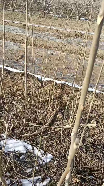 臭椿苗，一年苗，需要联系我，全国包邮到家。18534302961