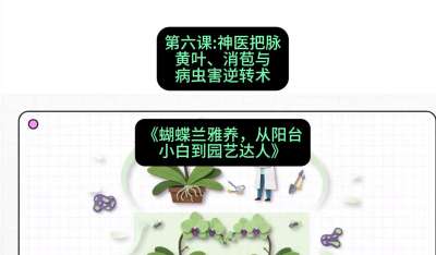 第六节：神医把脉：黄叶、消苞与病虫害逆转术，课程：《蝴蝶兰雅养六讲：从阳台小白到园艺达人》#识农AI