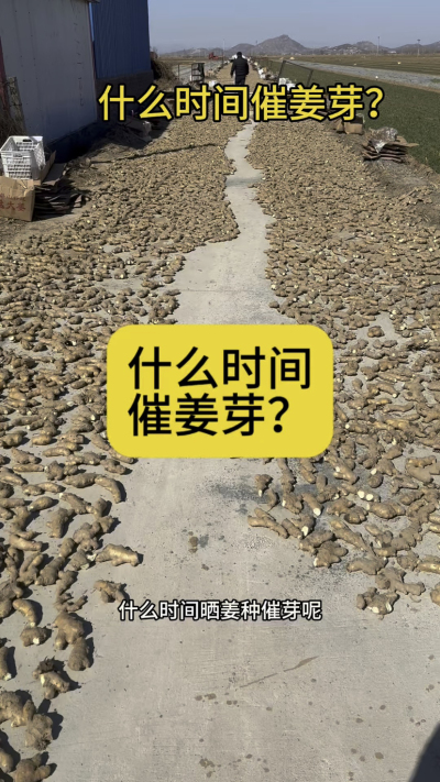 什么时间催姜芽？