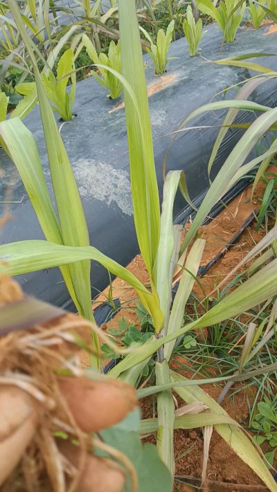 黑甘蔗种植下去，三个月。第一次追肥，