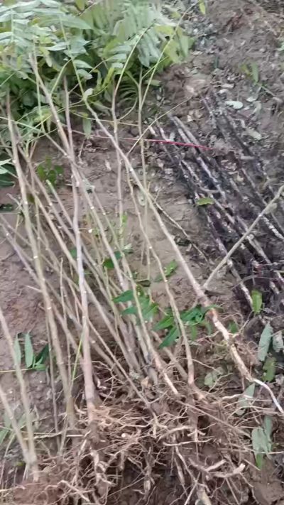 出售臭椿苗，巨峰葡萄苗。药用连翘苗，科研五号优质种苗，2/5年苗，药用连翘树，挂果树，全国包邮到家！财富密码18534302961