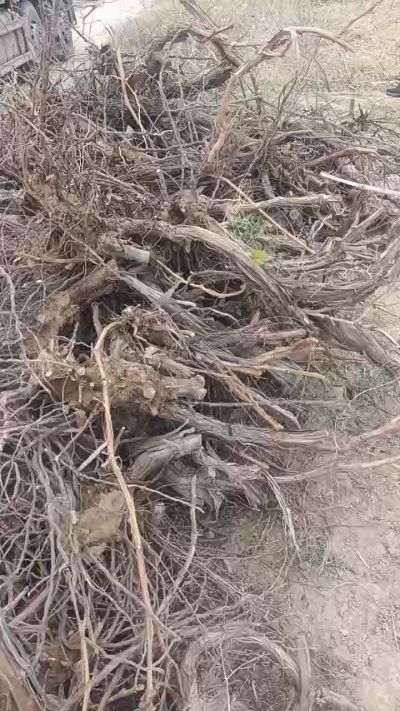 巨峰葡萄树，地径3/6公分，需要联系