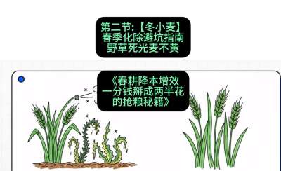第二节：【冬小麦】春季化除避坑指南，野草死光麦不黄