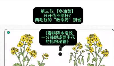 第三节：【冬油菜】只开花不结籽？两毛钱的&ldquo;救命药&rdquo;别省