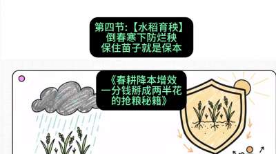 第四节：【水稻育秧】倒春寒下防烂秧，保住苗子就是保本