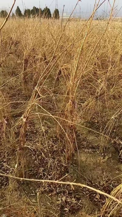 出售药用连翘苗，科研五号优质种苗，2/5年苗，药用连翘树，挂果树，全国包邮到家！财富密码18534302961出售药用连翘苗，科研五号优质种苗，2/5年苗，药用连翘树，挂果树，全国包邮到家！财富密码1