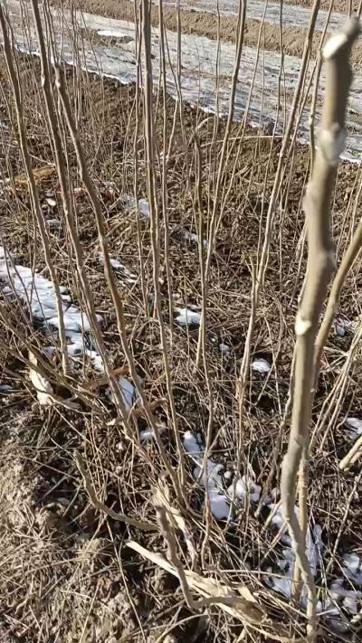 出售臭椿苗，巨峰葡萄苗。药用连翘苗，科研五号优质种苗，2/5年苗，药用连翘树，挂果树，全国包邮到家！财富密码18534302961