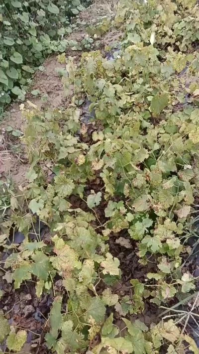 出售巨峰葡萄苗。药用连翘苗，科研五号优质种苗，2/5年苗，药用连翘树，挂果树，全国包邮到家！财富密码18534302961