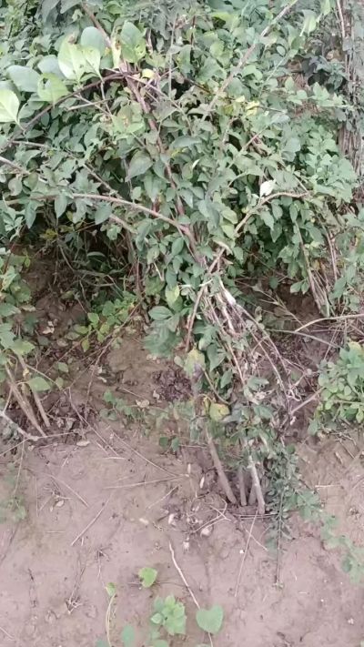 出售药用连翘苗，科研五号优质种苗，2/5年苗，药用连翘树，挂果树，全国包邮到家！财富密码18534302961