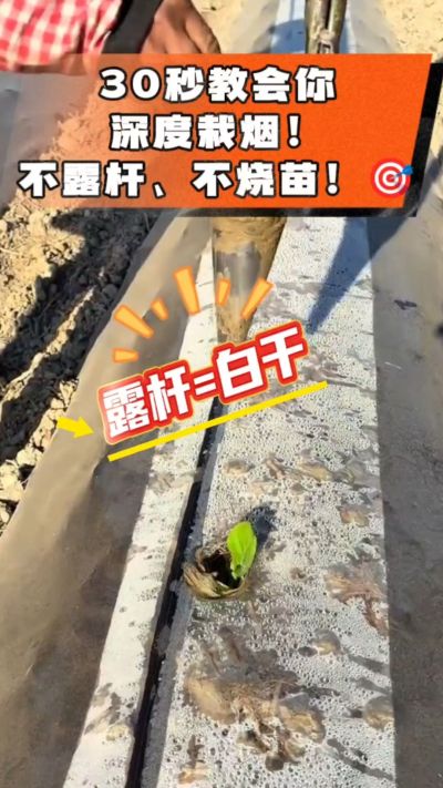 这个栽法太关键了！深栽是烤烟成活的根本，亲测有效！