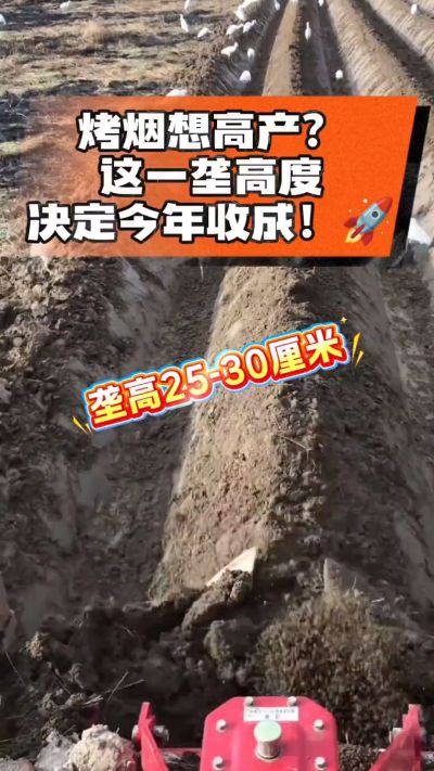 想让烤烟高产，就得从细节抓起。分享一点实打实的干货，只为帮大家少走弯路，种出好烟叶！🌱👍