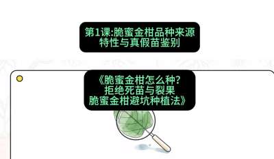 第1节：脆蜜金柑品种来源、特性与真假苗鉴别，课程：《脆蜜金柑怎么种？拒绝死苗与裂果，脆蜜金柑8步避坑种植法》#识农AI