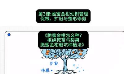 第3节：脆蜜金柑幼树管理：促根、扩冠与整形修剪，课程：《脆蜜金柑怎么种？拒绝死苗与裂果，脆蜜金柑8步避坑种植法》#识农AI