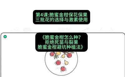 第4节：脆蜜金柑保花保果：三批花的选择与激素使用，课程：《脆蜜金柑怎么种？拒绝死苗与裂果，脆蜜金柑8步避坑种植法》#识农AI