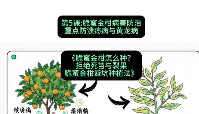 第5节：脆蜜金柑病害防治：重点防溃疡病与黄龙病，课程：《脆蜜金柑怎么种？拒绝死苗与裂果，脆蜜金柑8步避坑种植法》#识农AI
