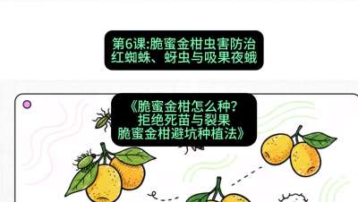第6节：脆蜜金柑虫害防治：红蜘蛛、蚜虫与吸果夜蛾，课程：《脆蜜金柑怎么种？拒绝死苗与裂果，脆蜜金柑8步避坑种植法》#识农AI