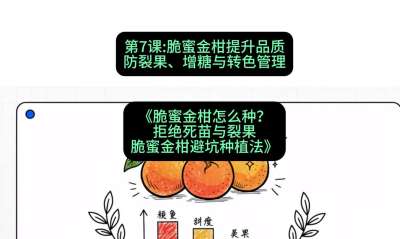 第7节：脆蜜金柑提升品质：防裂果、增糖与转色管理，课程：《脆蜜金柑怎么种？拒绝死苗与裂果，脆蜜金柑8步避坑种植法》#识农AI