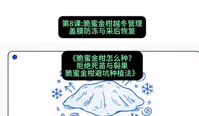 第8节：脆蜜金柑越冬管理：盖膜防冻与采后恢复，课程：《脆蜜金柑怎么种？拒绝死苗与裂果，脆蜜金柑8步避坑种植法》#识农AI