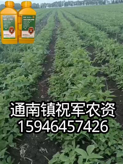 大豆苗前封闭，可封红根苋菜，灰菜，兰花菜，野豆子，捞豆秧等恶性杂草，封杀兼备的高端产品。