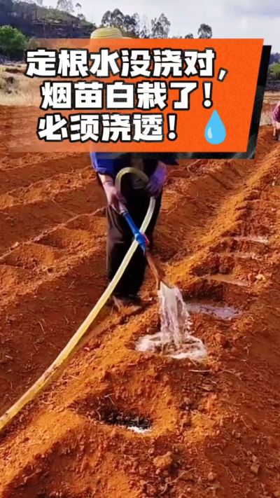 定根水没浇对，烟苗白栽啦！必须浇透。
