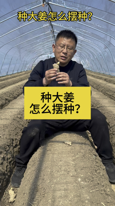种大姜怎么摆种？
