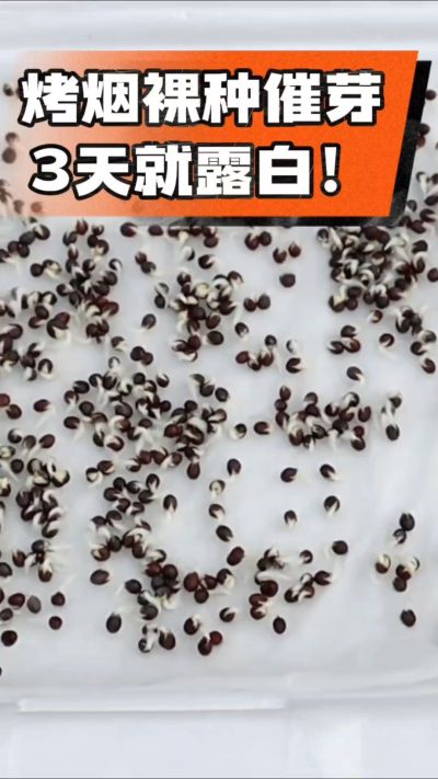 烤烟裸种催芽小技巧，清水浸泡、保温保湿，3天就能露白，出苗快又齐！烟农朋友收藏备用～