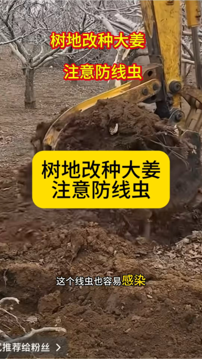 树地改种大姜，注意防线虫！