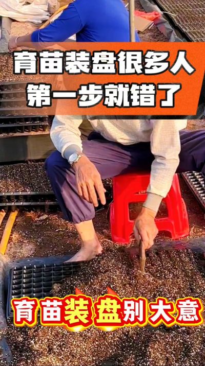 烤烟育苗基质装盘，一步做对，出苗整齐又壮苗！装盘技巧记牢，少走弯路，育苗更省心