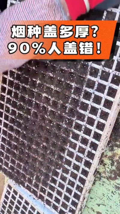 烟种盖多厚？90%烟农都盖错！薄盖才出苗齐、不闷种，烤烟育苗关键一步，照着做就对了
