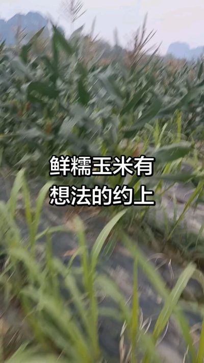 农户种植的白糯玉米大量上市，助农帮农在行动