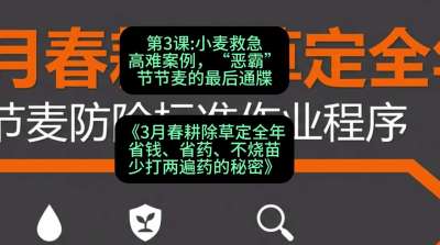 第3节：小麦救急高难案例，&ldquo;恶霸&rdquo;节节麦的最后通牒，课程：《3月春耕除草定全年：省钱、省药、不烧苗、少打两遍药的秘密》