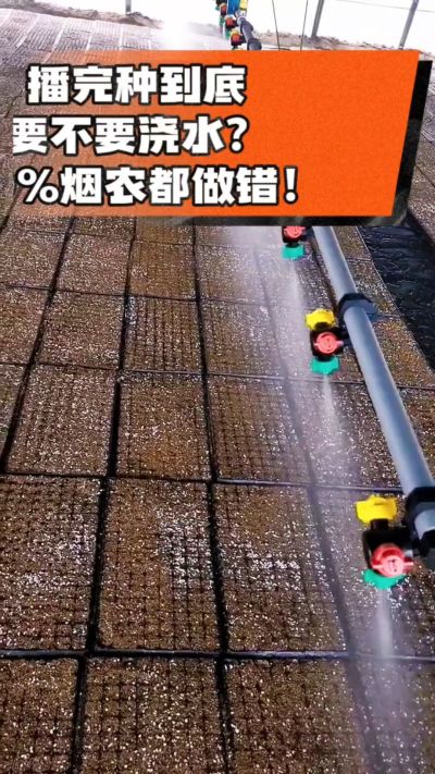 烤烟播完种一定要浇透底水，喷雾慢浇、别大水冲，盘底漏水才算到位，出苗又齐又壮！#烤烟育苗 #烤烟种植 #烟农干货 #育苗技术