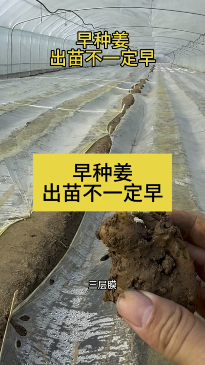 早种姜，出苗不一定早！