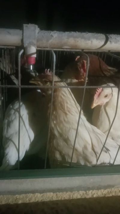 这鸡群在怪叫，怪叫的原因是痰化黏着，形成的比呼噜更重的一种呼吸道。其病因为肺中有热，热灼而痰黏，从而引起的怪叫。