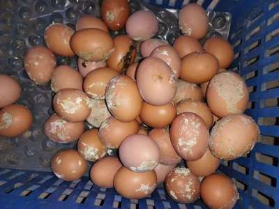 蛋禽出现肠炎拉稀，粪蛋偏多的原因