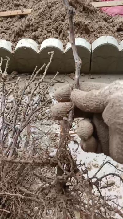 巨峰葡萄苗，一年扦插苗，需要联系我18534302961