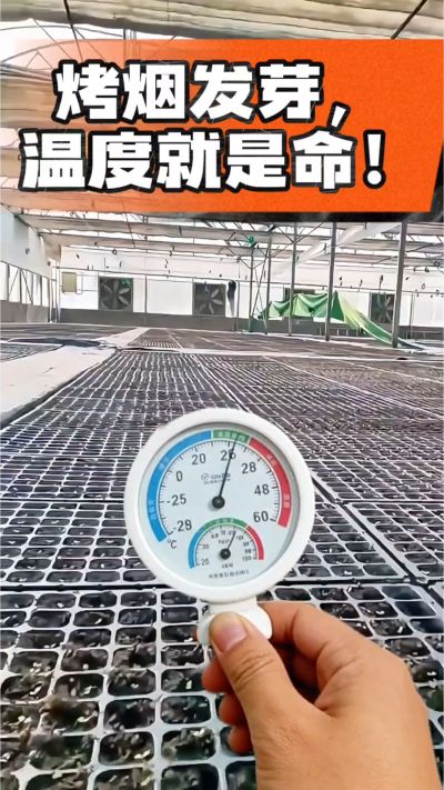老烟农都懂：发芽温度不对，后期再管都白费！
