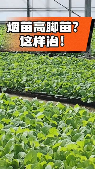 烤烟齐苗期管理关键：精准控温，防高脚苗，培育壮苗好上手！