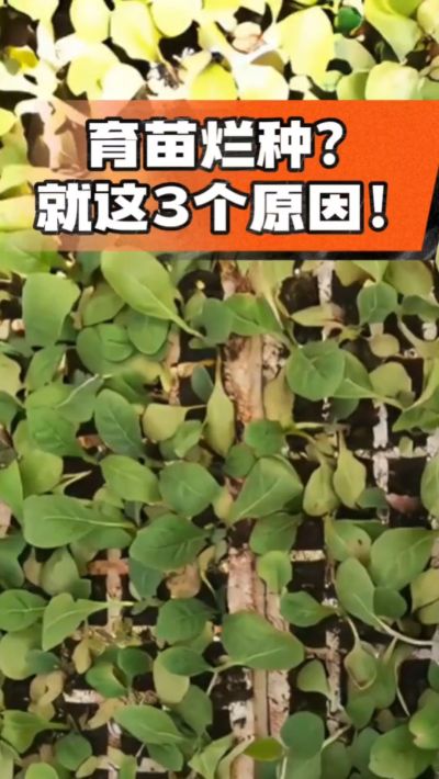 烤烟育苗烂种？3个原因讲清楚！消毒、控水、控温，做到就苗齐苗壮🔥
#烤烟育苗 #烤烟种植 #烂种防治 #烟农