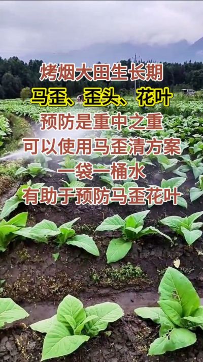 烤烟大田生长期，马歪歪头花叶预防是重中之重，可以使用马歪清方案，一袋一桶水，有助于预防马歪花叶。
烤烟管理早做一步，后期少操心！#烤烟种植#烤烟管理#烤烟大田管理#烤烟病害防治