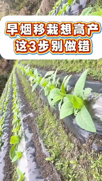 早烟移栽想高产，这3步是关键！深栽不露茎、土压结实根、浇透定根水，做好这几点，烟苗缓苗快、根系旺，后期少操心～