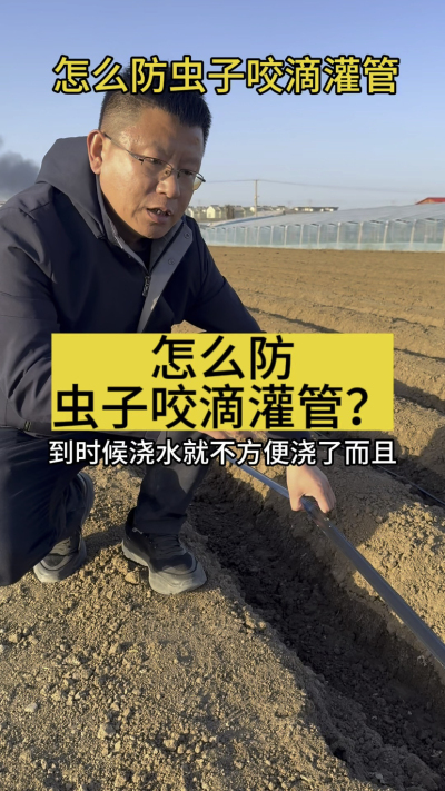 怎么防虫子咬滴灌管？
