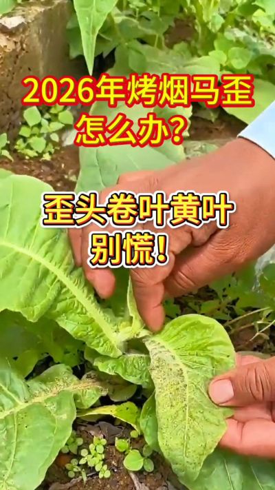 烤烟管理关键期，马歪、卷叶、黄叶这样管！
用法简单，成本不高，烟农都在用。
需要正品渠道，私信我获取！
关注收藏，烤烟高产不迷路！